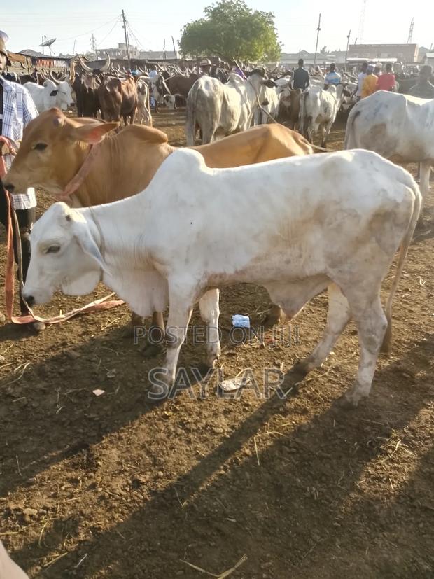 Healthy Cow's for Sale Tema · Photo 4