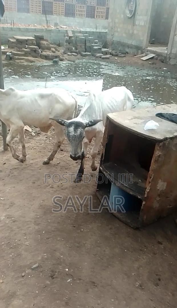 Healthy Cow's for Sale Tema · Photo 1
