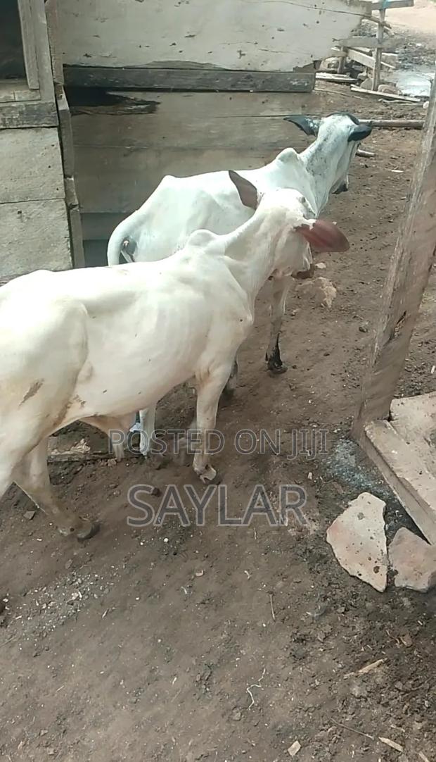 Healthy Cow's for Sale Tema · Photo 2