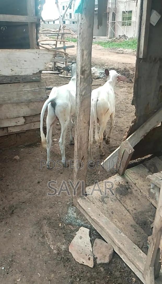 Healthy Cow's for Sale Tema · Photo 3