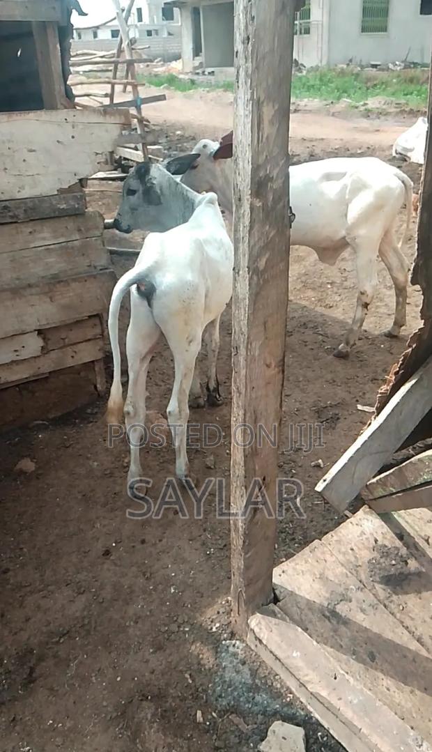 Healthy Cow's for Sale Tema · Photo 4