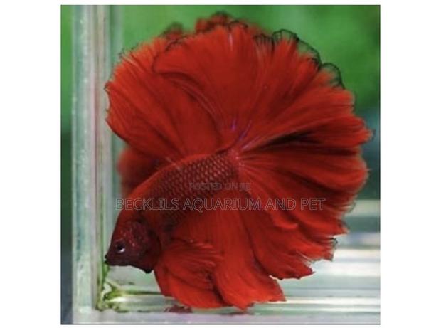 Full Moon Betta Fish · Photo 1