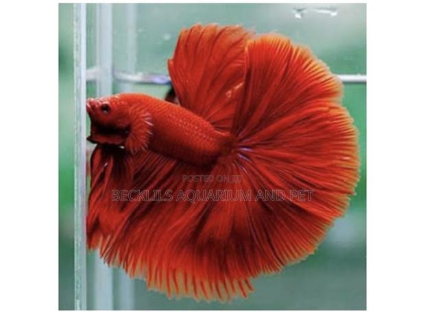 Full Moon Betta Fish · Photo 2
