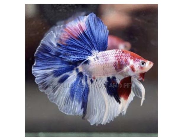 Full Moon Betta Fish · Photo 3
