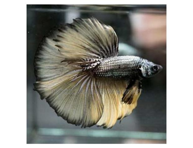 Full Moon Betta Fish · Photo 4