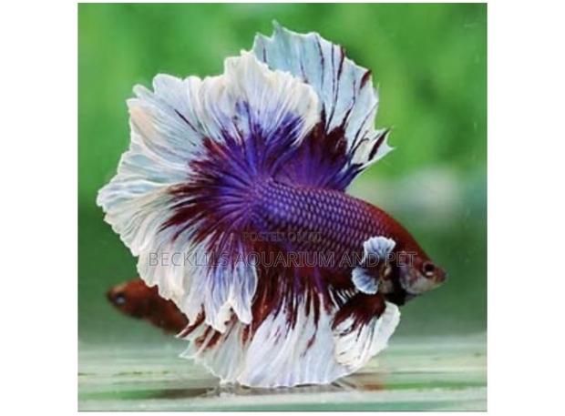 Red , White and Blue Betta Fish · Photo 1