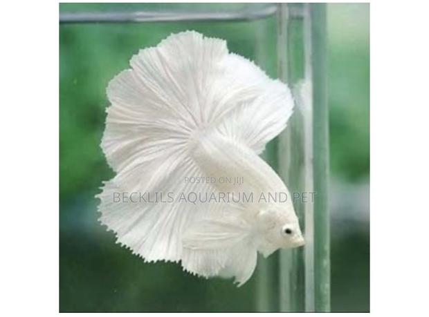 White Betta Fish · Photo 1