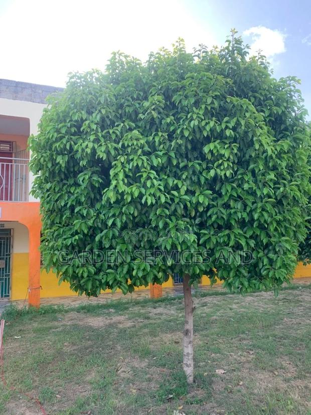 Mimusop Elengi (Shade Tree) · Photo 1