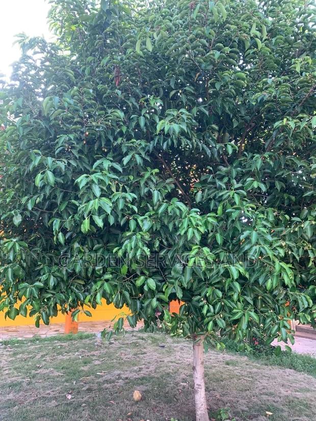 Mimusop Elengi (Shade Tree) · Photo 2