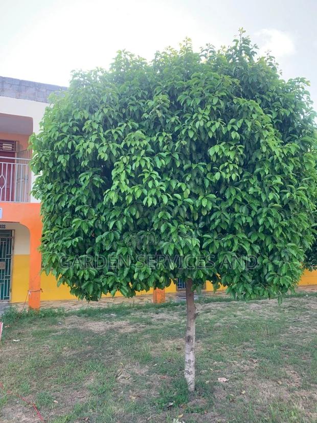 Mimusop Elengi (Shade Tree) · Photo 3