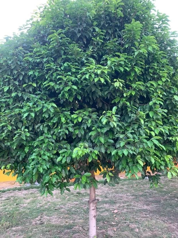 Mimusop Elengi (Shade Tree) · Photo 6