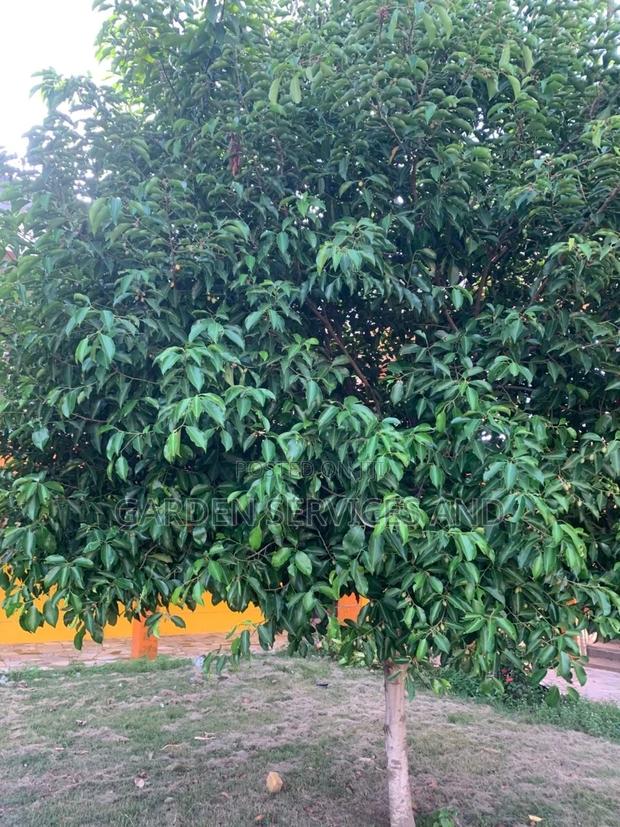 Mimusop Elengi (Shade Tree) · Photo 5