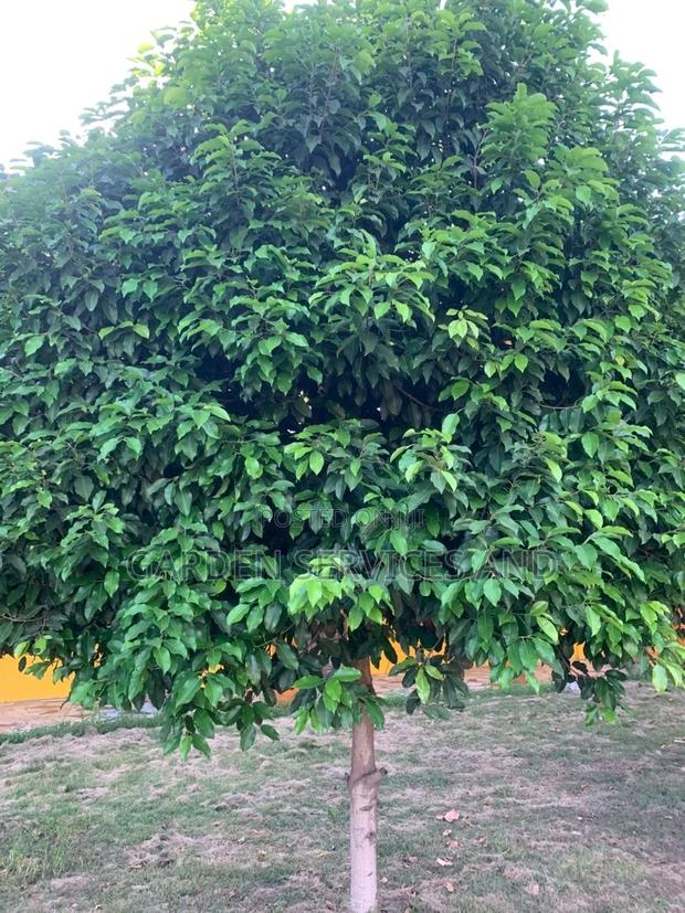 Mimusop Elengi (Shade Tree) · Photo 4