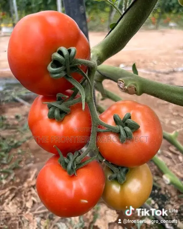 Greenhouse for Vegetables · Photo 1