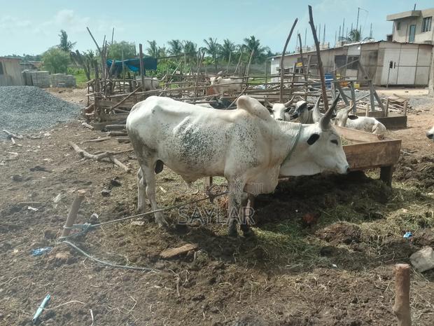 Healthy Reasonable Prices Cows for Sale · Photo 1