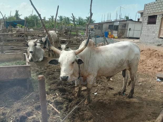 Healthy Reasonable Prices Cows for Sale · Photo 2