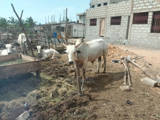 Healthy Reasonable Prices Cows for Sale · Photo 3