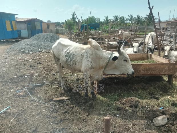 Healthy Reasonable Prices Cows for Sale · Photo 4