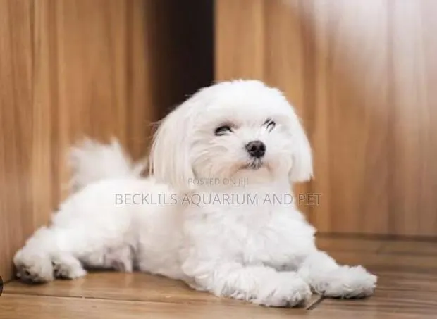 1-3 months Male Purebred Maltese · Photo 1