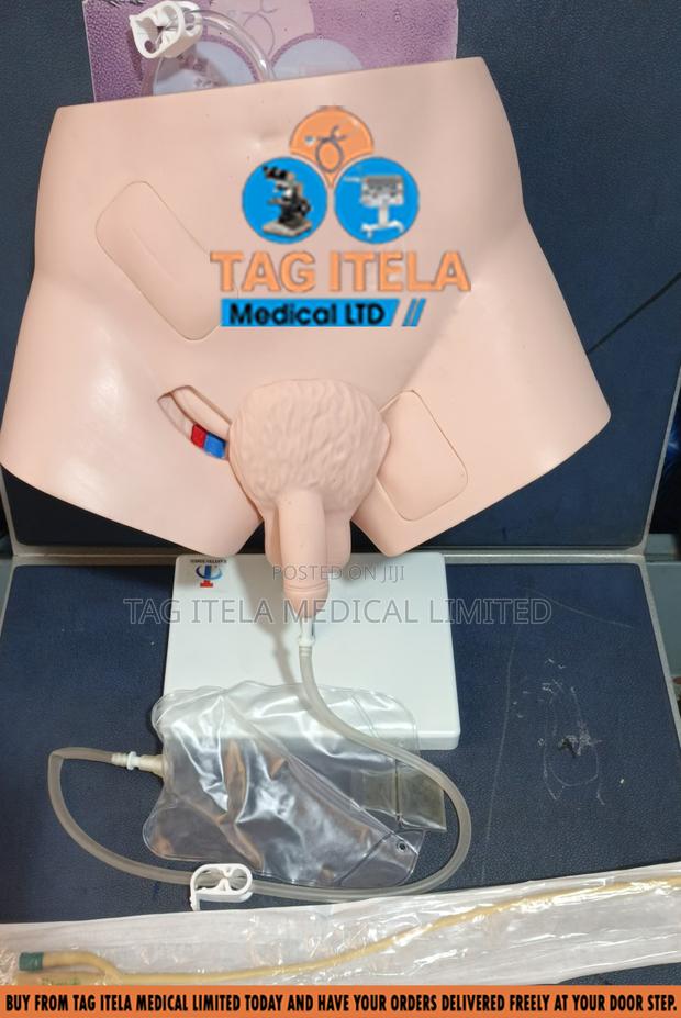 Catheterization Manikin (Male) · Photo 2