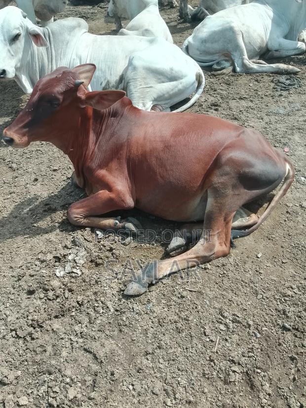 Healthy Cow's for Sale · Photo 1