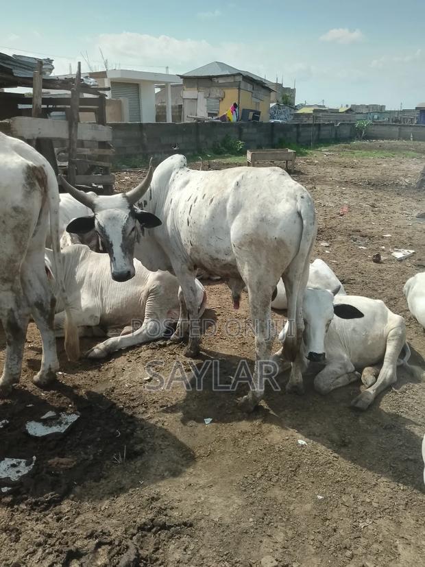 Healthy Cow's for Sale · Photo 2