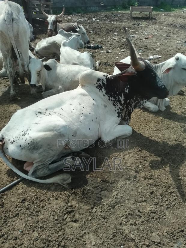 Healthy Cow's for Sale · Photo 3