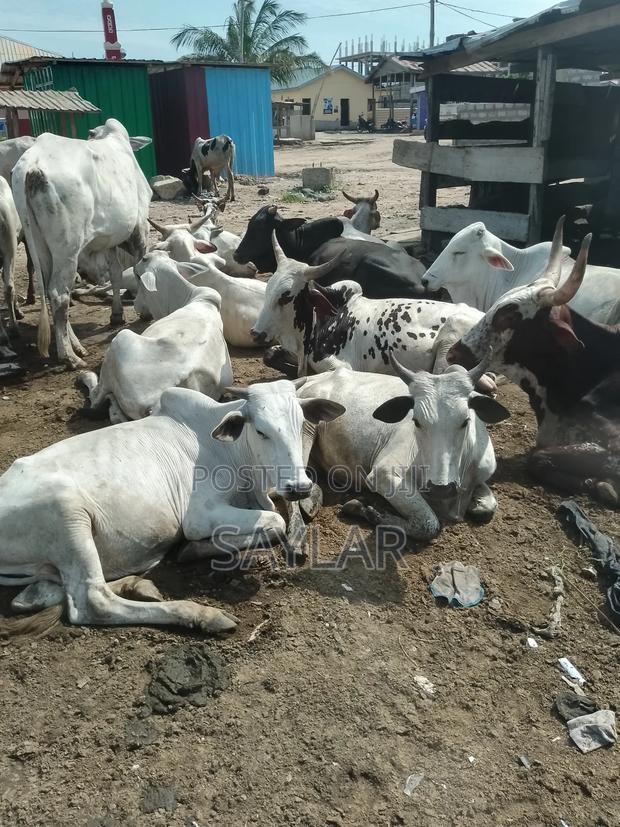 Healthy Cow's for Sale · Photo 4