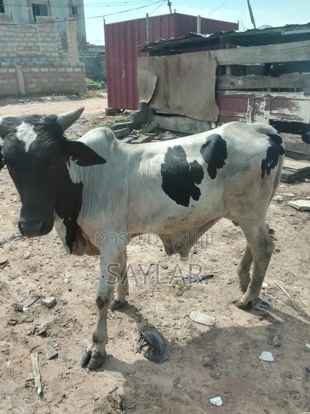 Healthy Cow's for Sale · Photo 1