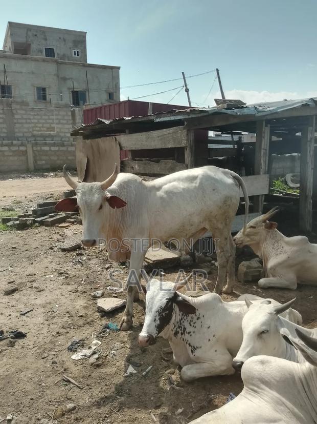 Healthy Cow's for Sale · Photo 2