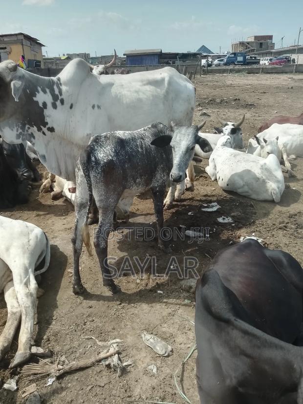 Healthy Cow's for Sale · Photo 3