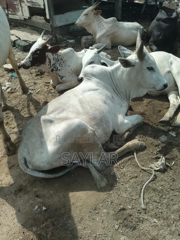 Healthy Cow's for Sale · Photo 4