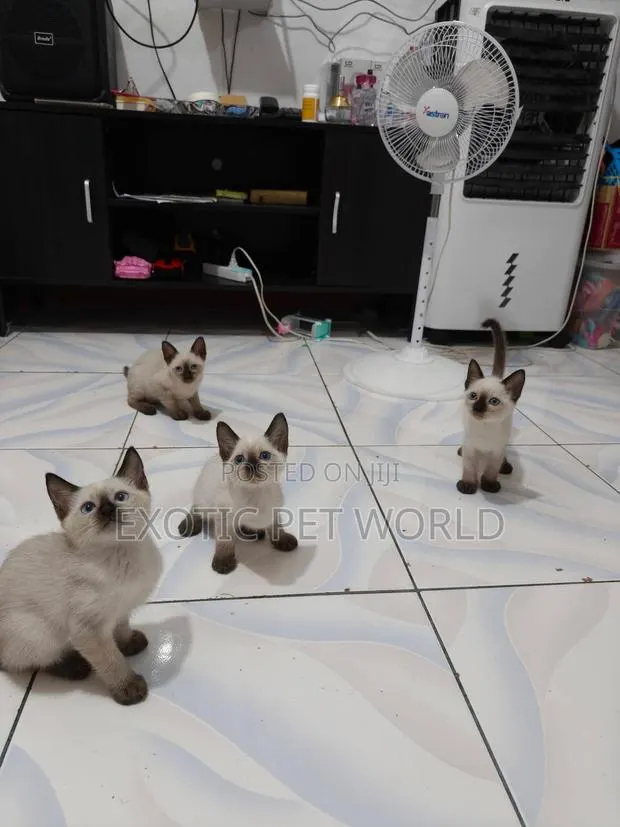 1-3 months Female Purebred Siamese · Photo 1