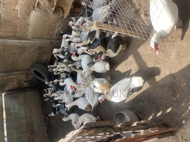 Live / Dressed Ducks / Meat · Photo 1