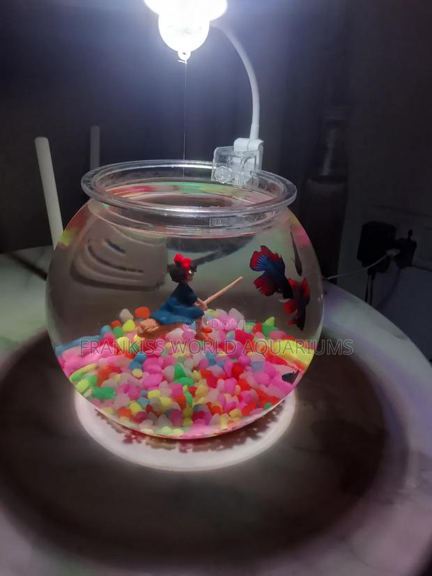 Mini Aquarium Bowl · Photo 2