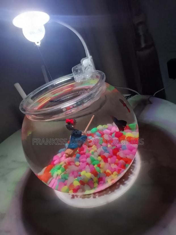 Mini Aquarium Bowl · Photo 3