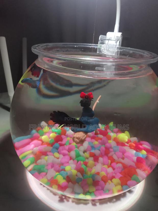 Mini Aquarium Bowl · Photo 4