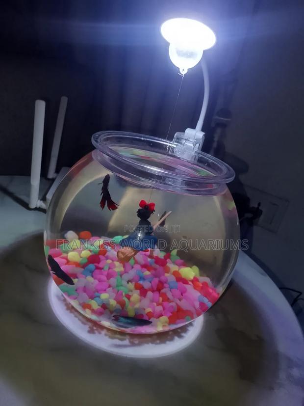 Mini Aquarium Bowl · Photo 5
