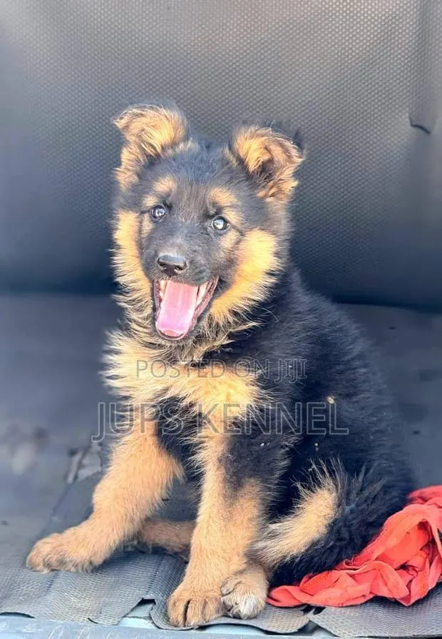 1-3 months Male Purebred German Shepherd