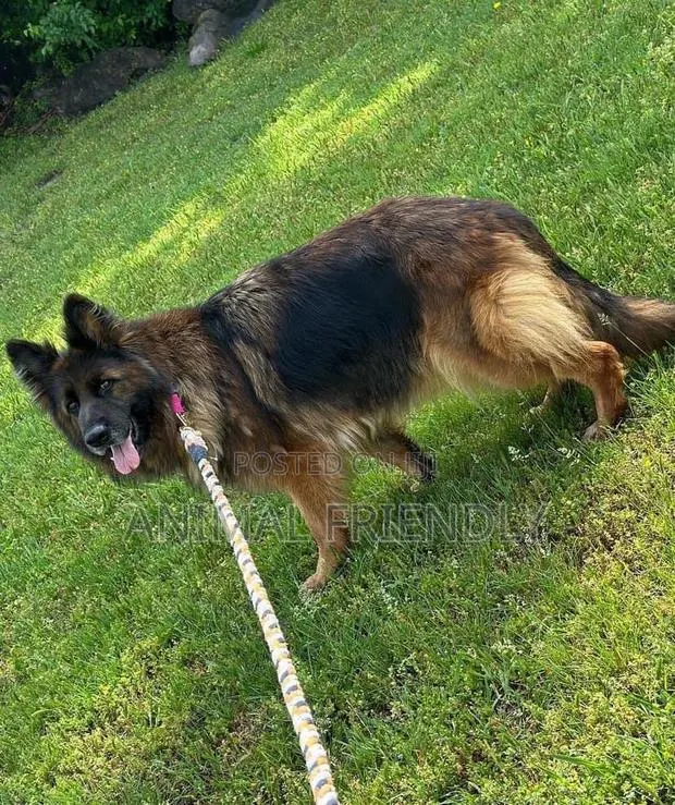 1-3 months Female Purebred German Shepherd · Photo 1