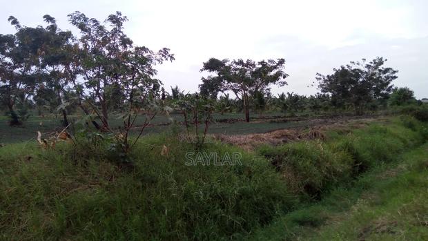 Farm Lands For Long Lease And Sale · Photo 3