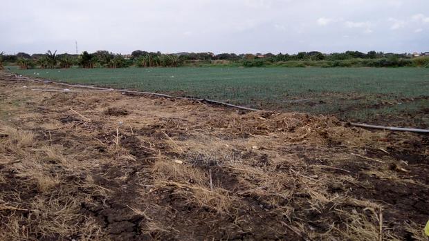 Farm Lands For Long Lease And Sale · Photo 5