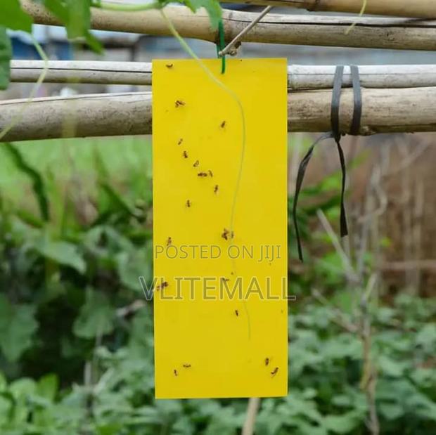 Flies Bait · Photo 1