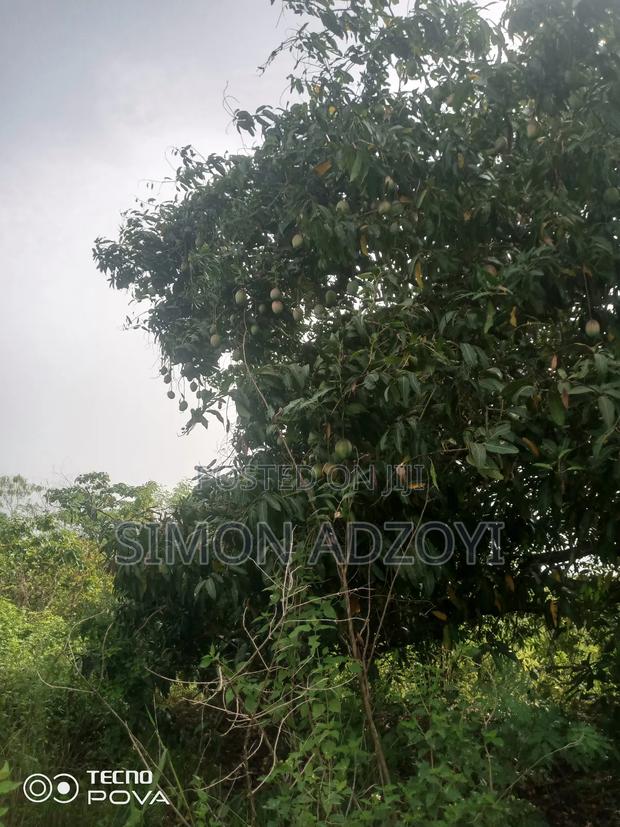 Cocoa and Coffee Land for Rent · Photo 1