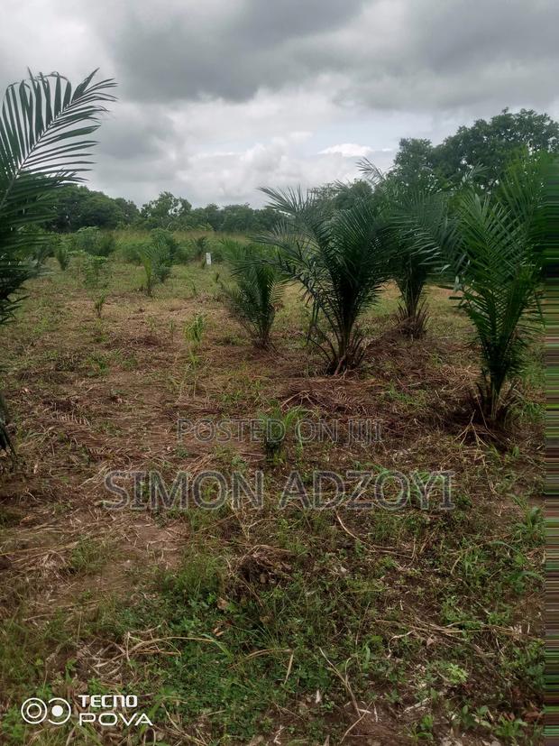 Cocoa and Coffee Land for Rent · Photo 2