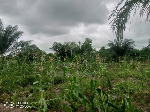 Cocoa and Coffee Land for Rent · Photo 3