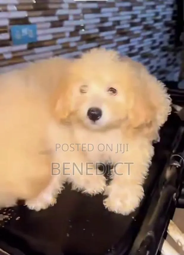 3-6 months Female Mixed Breed Poodle · Photo 1
