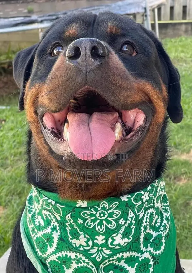 1-3 months Male Purebred Rottweiler · Photo 1