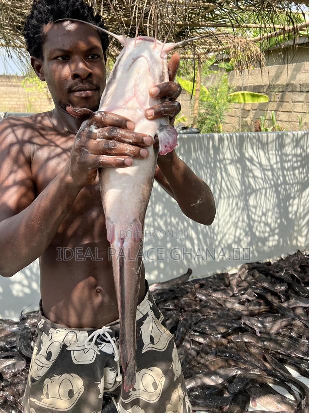 Healthy Catfishes · Photo 3