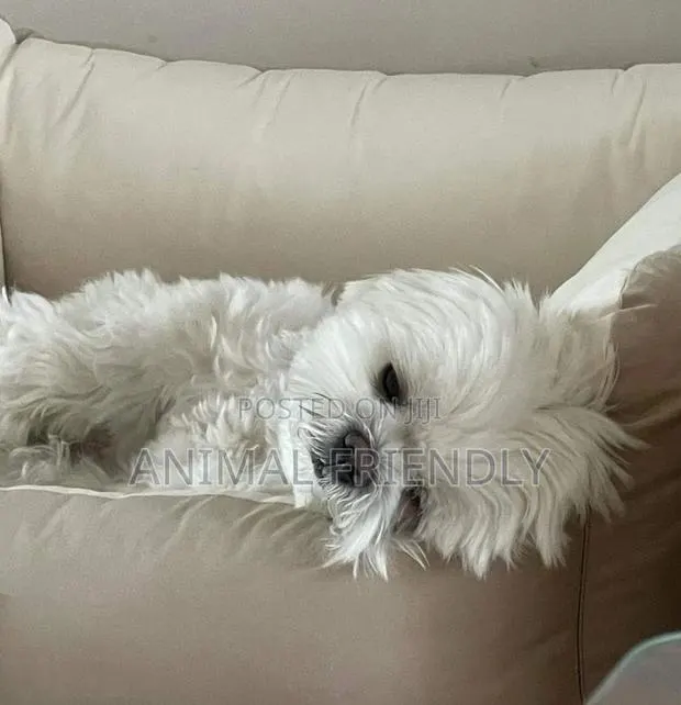 1-3 months Male Purebred Poodle · Photo 1